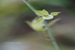 Eulophia andamanensis